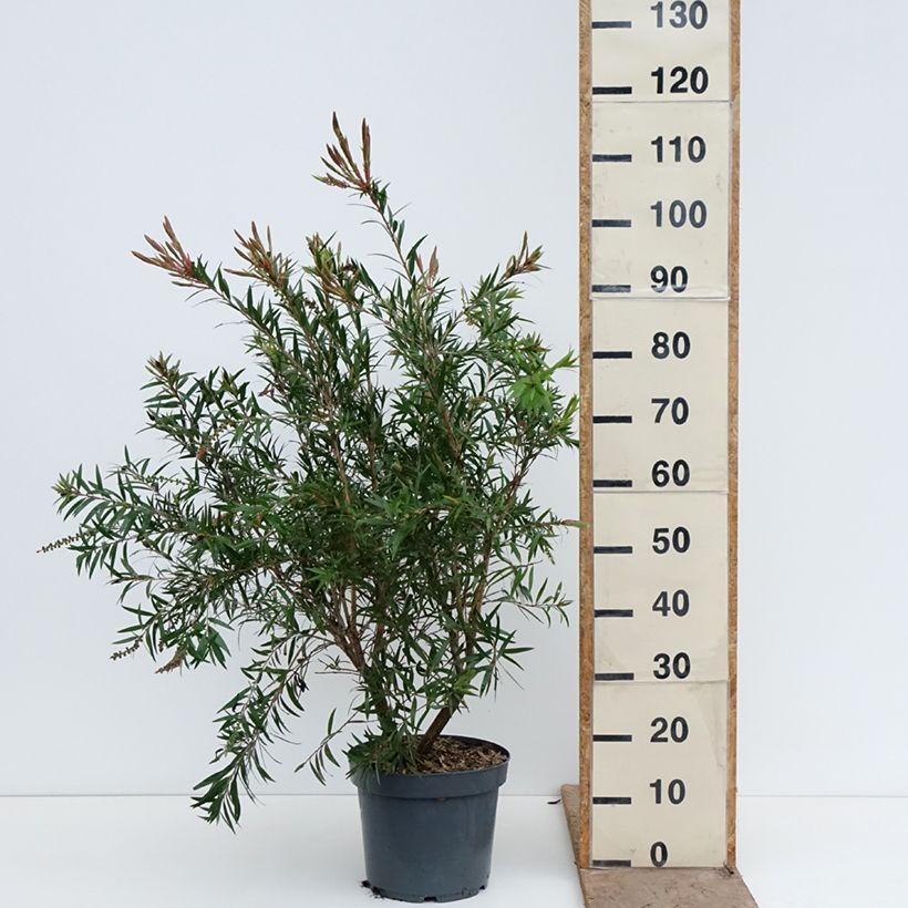 Callistemon viminalis Hannah Ray - Rince-bouteille Vaso da 7,5L/10L esemplare consegnato in primavera