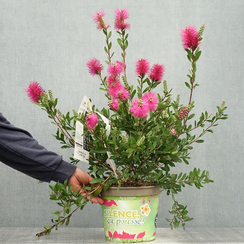 Callistemon viminalis Hot Pink - Pianta scovolino Vaso da 6L/7L esemplare consegnato in primavera