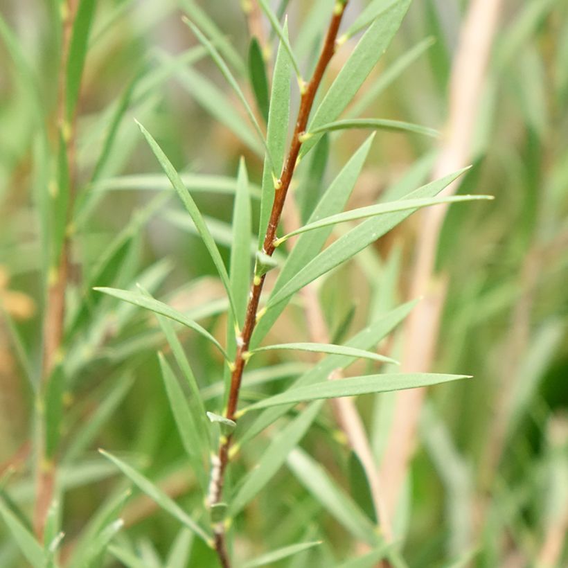Callistemon Woodlander's Hardy - Pianta scovolino (Fogliame)