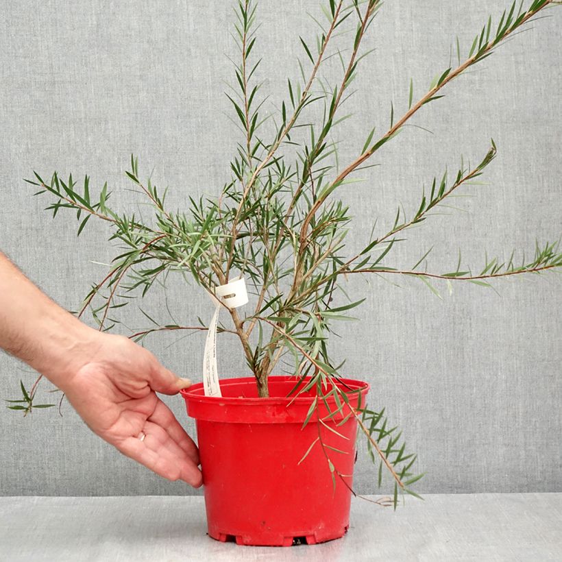 Esemplare di Callistemon Woodlander's Hardy - Pianta scovolino Vaso da 3L/4L consegnato in estate