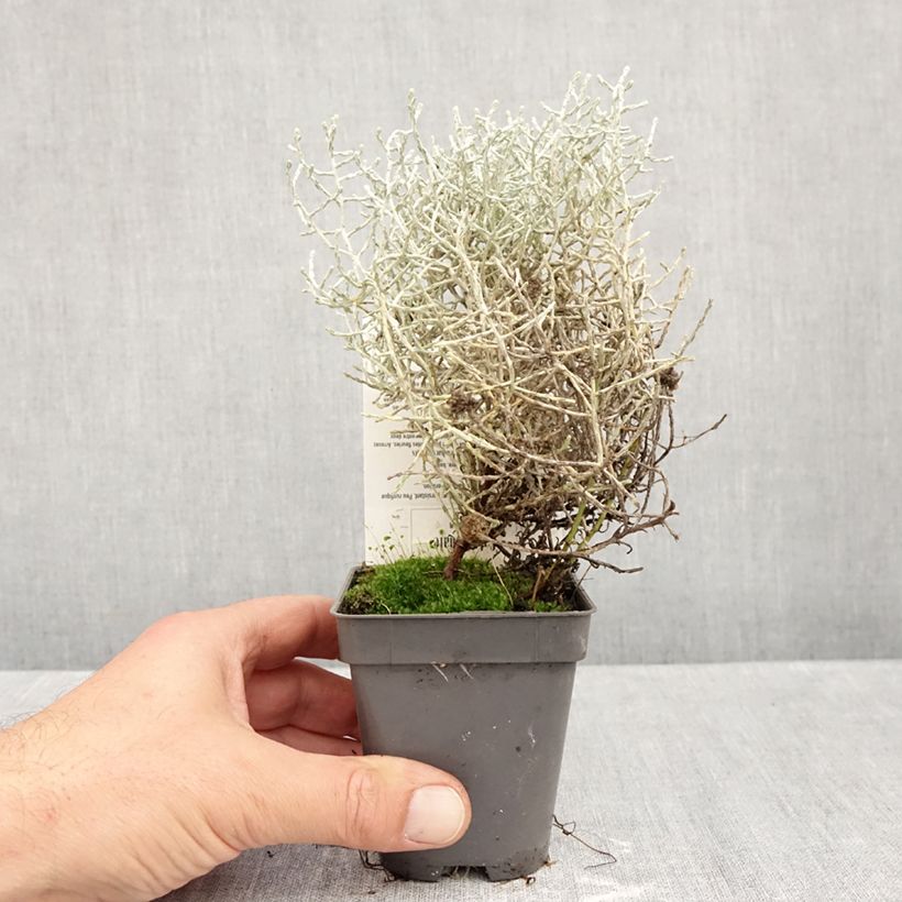 Esemplare di Calocephalus brownii - Leucophyta browni Vasetto da 8/9 cm come consegnato in autunno