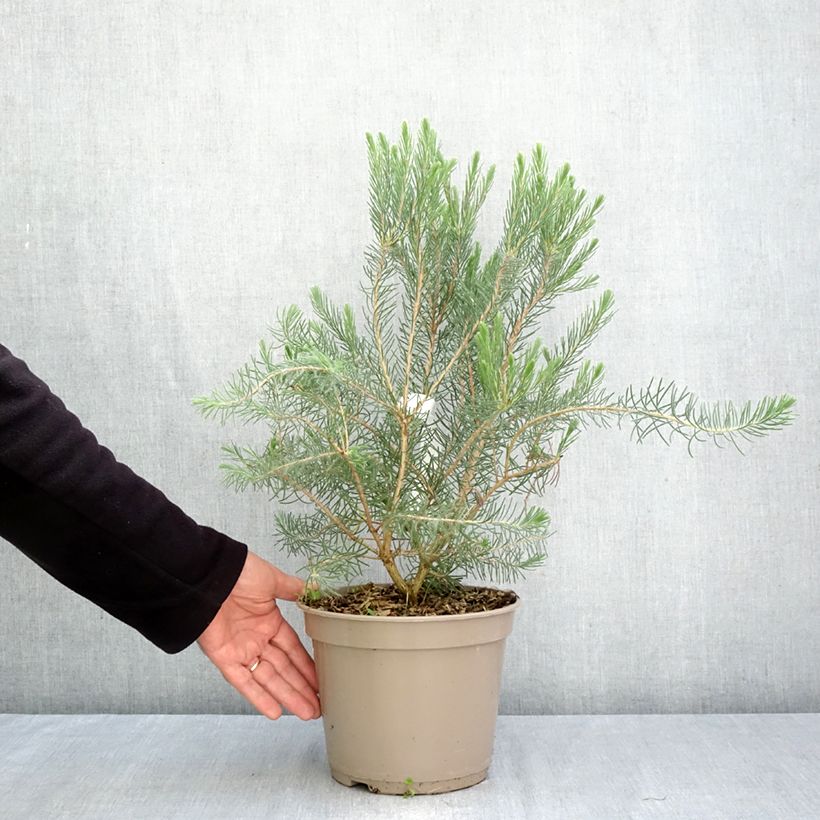 Esemplare di Calothamnus quadrifidus Grey Form Vaso da 4L/5L come consegnato in autunno