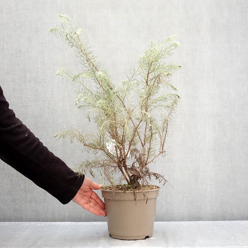 Calothamnus quadrifidus Grey Form Vaso da 4L/5L esemplare consegnato in inverno