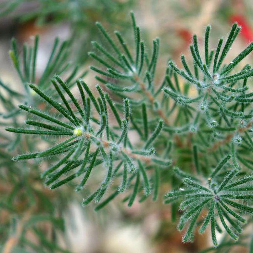 Calothamnus quadrifidus Grey Form (Fogliame)