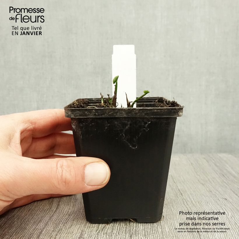 Caltha palustris Plena - Calta palustre Vasetto da 8/9 cm esemplare consegnato in inverno