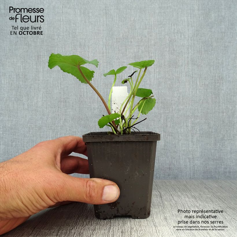 Esemplare di Caltha palustris Polypetala - Calta palustre Vasetto da 8/9 cm come consegnato in autunno