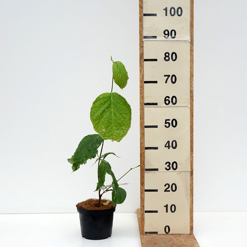 Esemplare di Calycanthus chinensis - Calicanto cinese Vaso da 3L/4L come consegnato in autunno