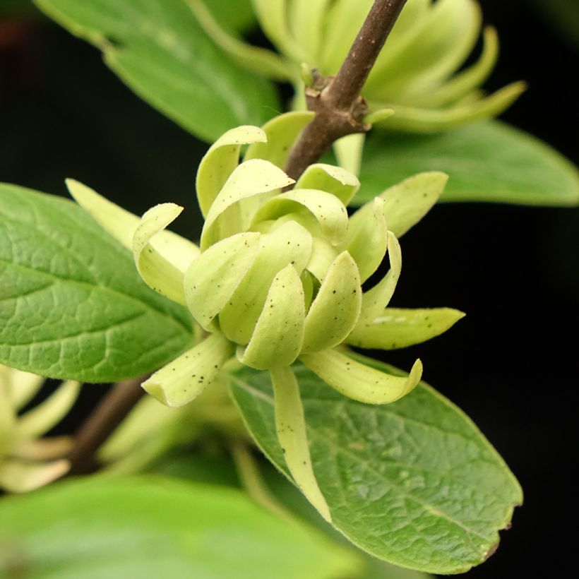 Calycanthus floridus Athens - Calicanto d'Estate (Fioritura)