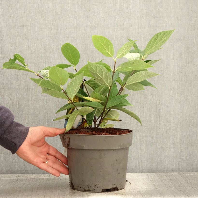 Esemplare di Calycanthus floridus Athens - Arbre aux anémones Vaso da 3L/4L come consegnato in autunno
