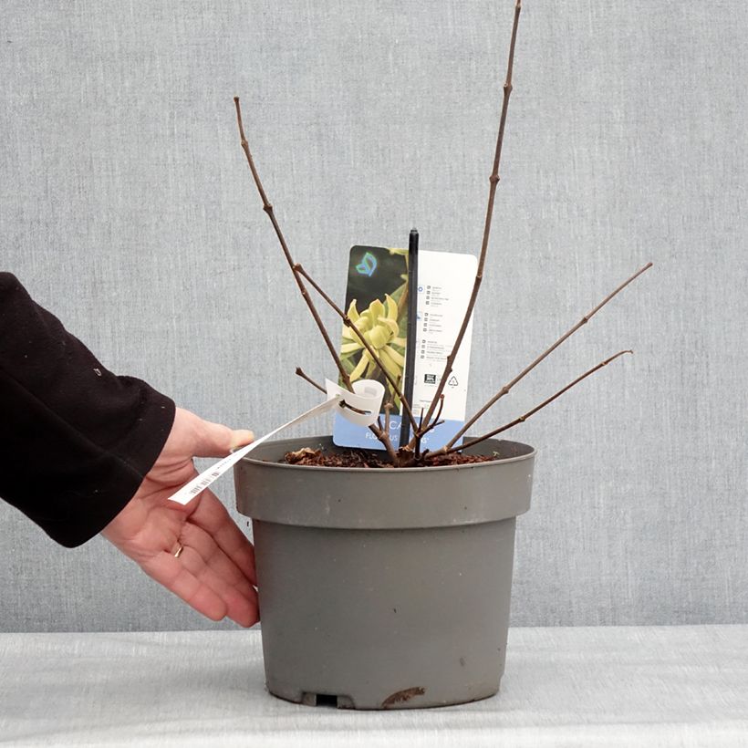 Calycanthus floridus Athens - Calicanto d'Estate Vaso da 3L/4L esemplare consegnato in inverno