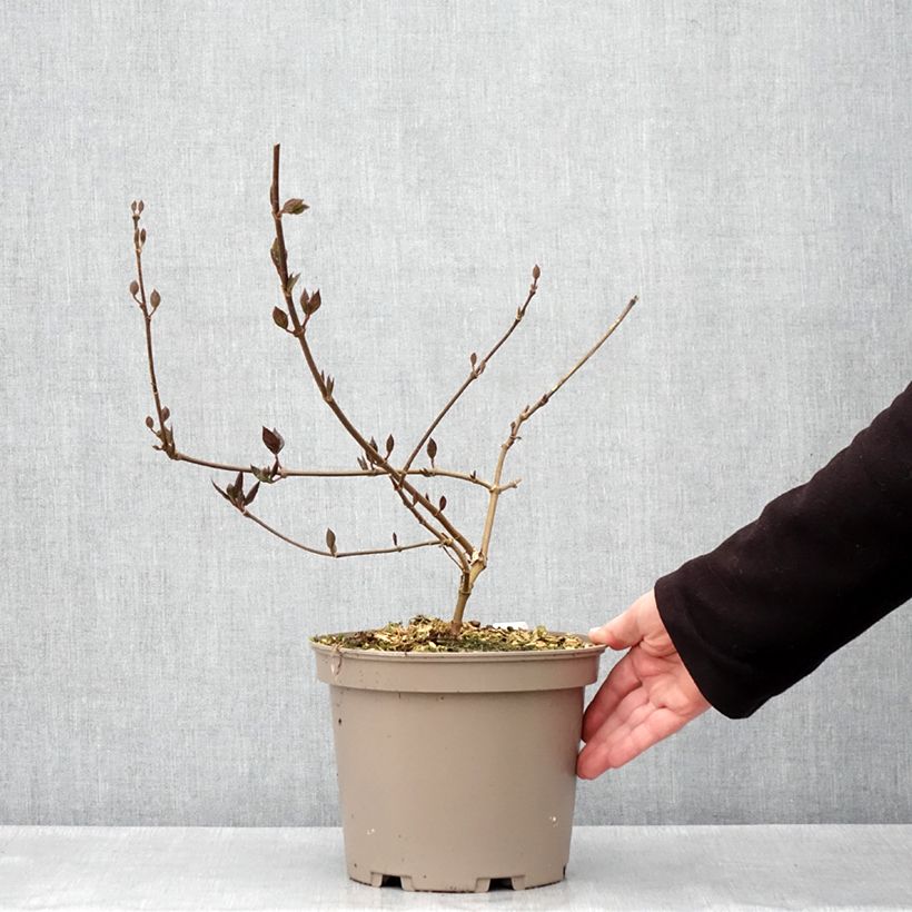 Calycanthus floridus var. purpureus Burgundy Spice - Calicanto d'Estate Vaso da 4L/5L esemplare consegnato in primavera