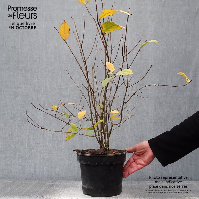 Esemplare di Calycanthus floridus - Calicanto d'Estate Vaso da 4L/5L come consegnato in autunno