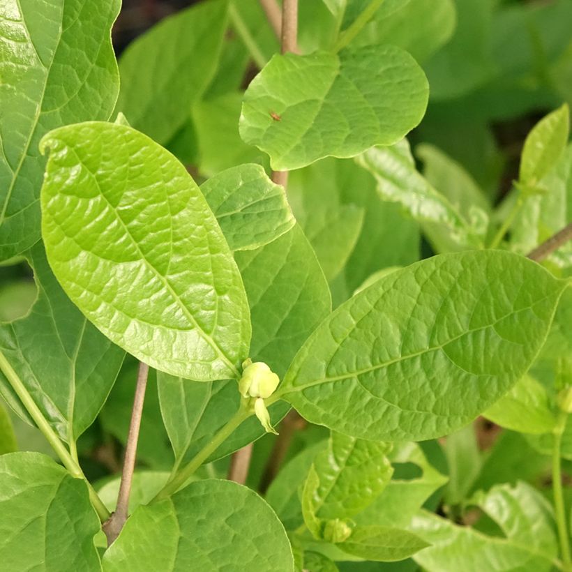 Calycanthus raulstonii Venus - Calicanto (Fogliame)