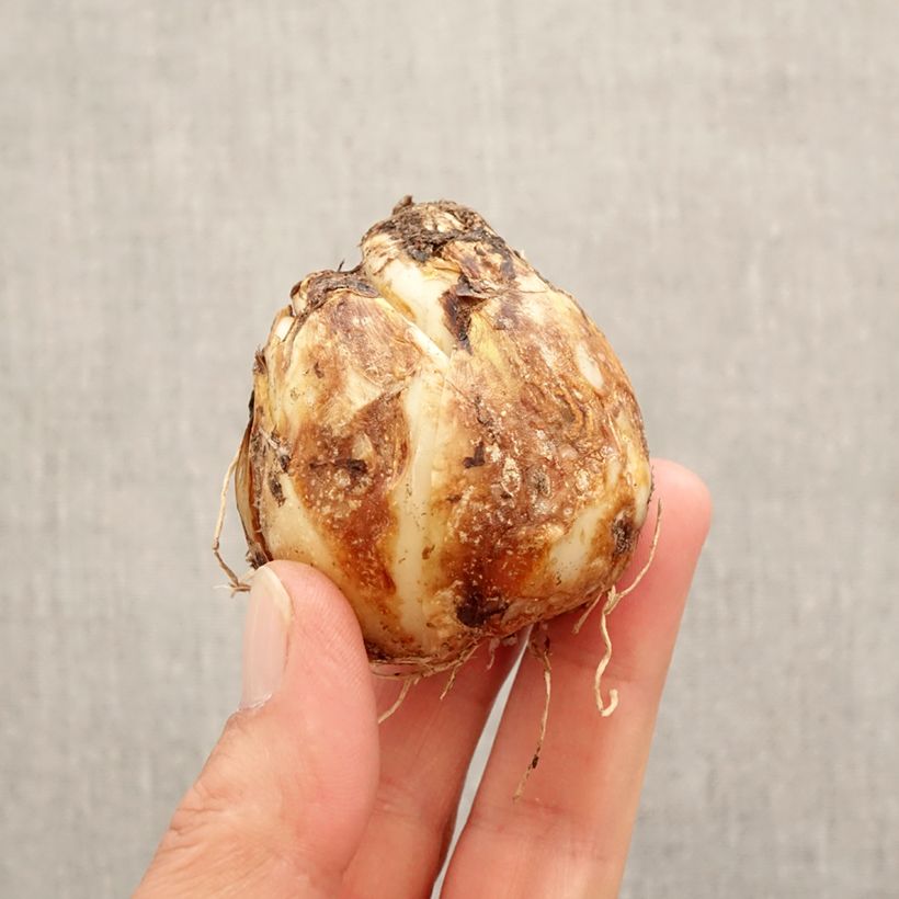 Camassia Blue Heaven Bulbo taglia 14+ esemplare consegnato in primavera