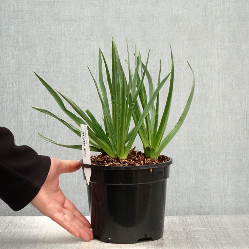 Camassia cusickii Vaso da 2L/3L esemplare consegnato in primavera