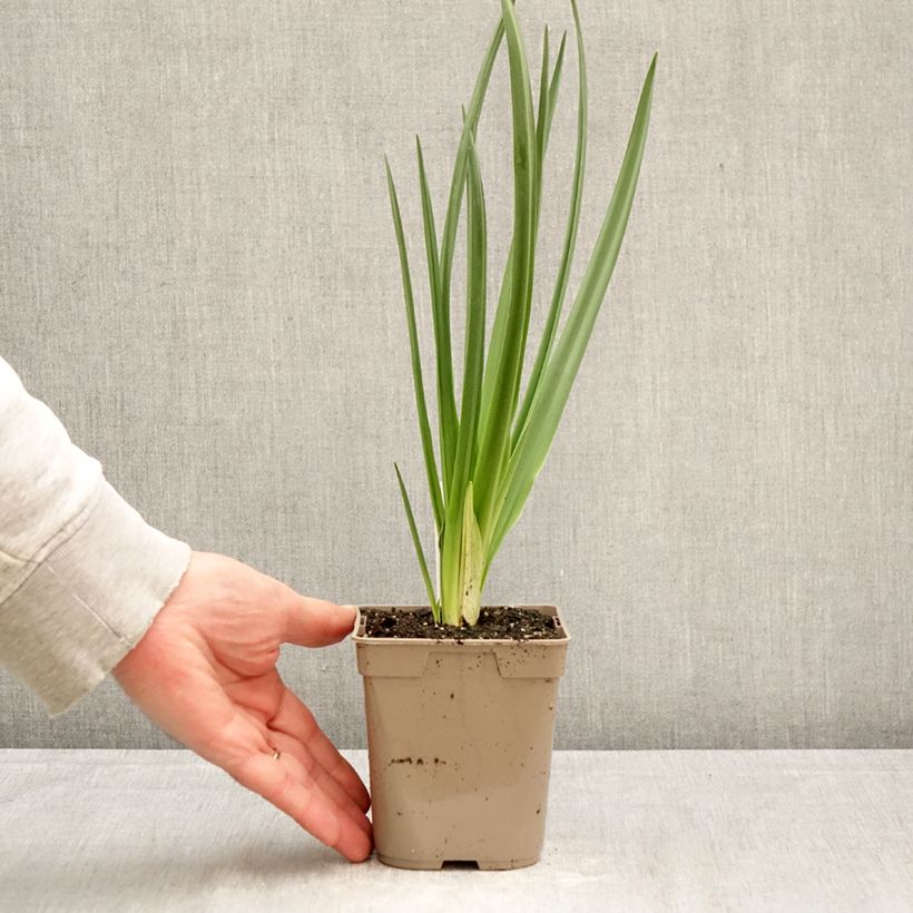 Camassia leichtlinii Alba Vaso da Ø 12 cm / 13 cm taglia 14+ esemplare consegnato in primavera