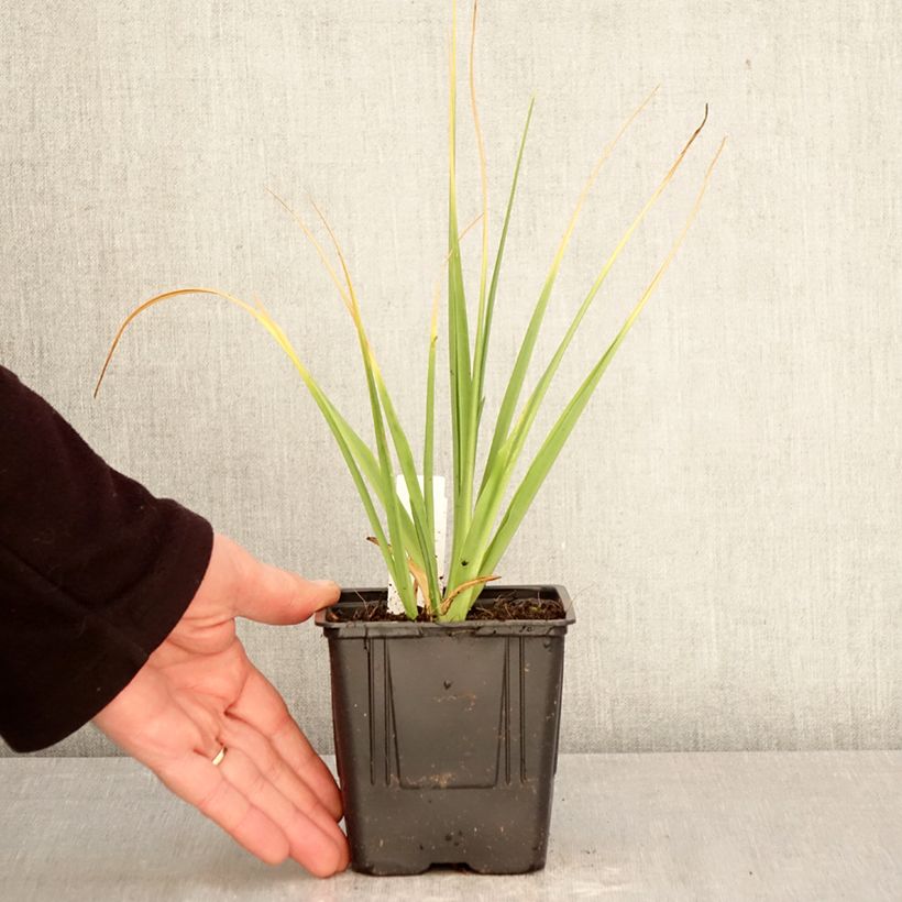 Camassia leichtlinii Alba Vaso da 1L/1,5L taglia 14+ esemplare consegnato in primavera