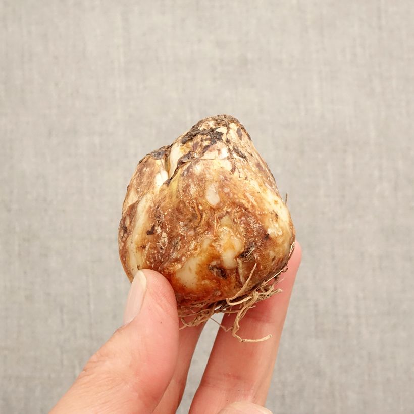 Camassia leichtlinii subsp. suksdorfii Caerulea Bulbo taglia 14+ esemplare consegnato in primavera