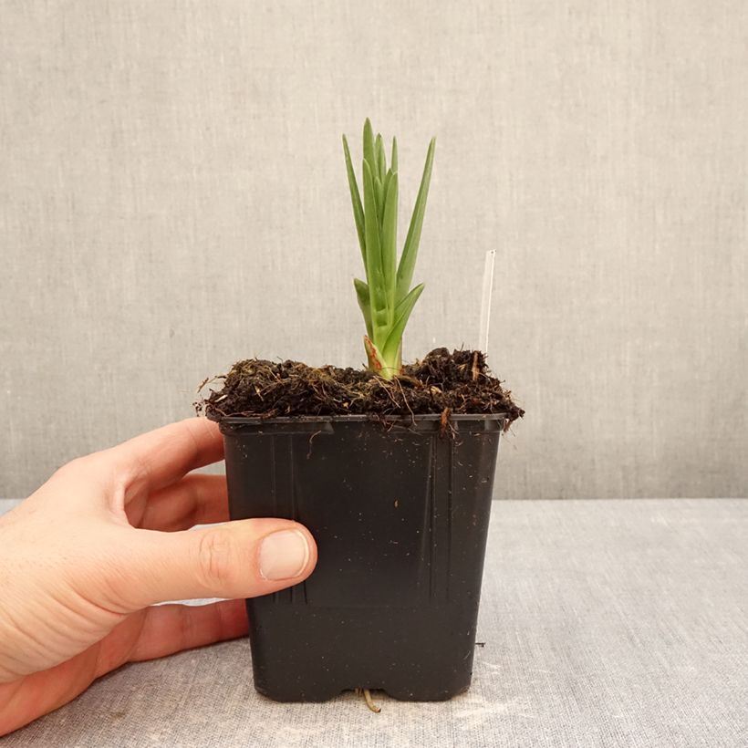 Camassia leichtlinii subsp. suksdorfii Caerulea Vaso da 1L/1,5L esemplare consegnato in inverno