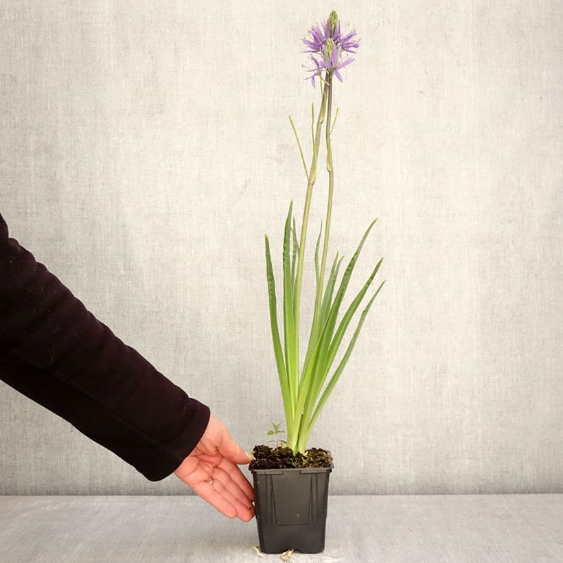 Camassia leichtlinii subsp. suksdorfii Caerulea Vaso da 1L/1,5L esemplare consegnato in primavera