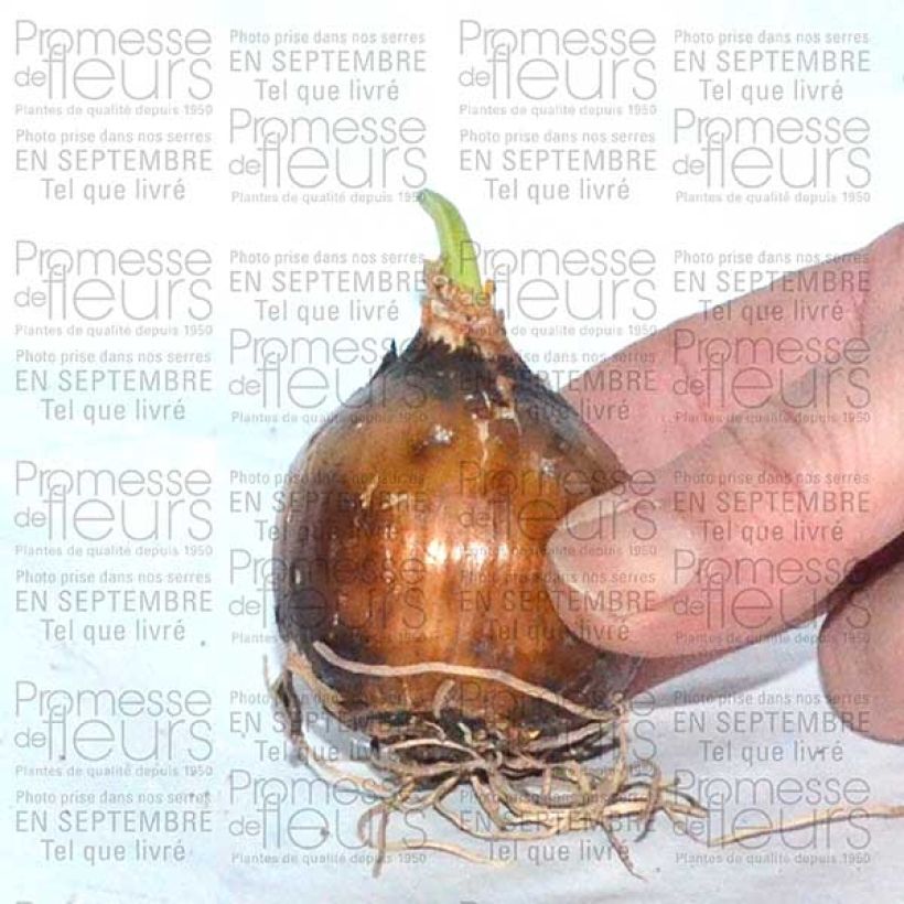 Esempio di esemplare Camassia leichtlinii Sacajawea Bulbo taglia 14+ come consegnato