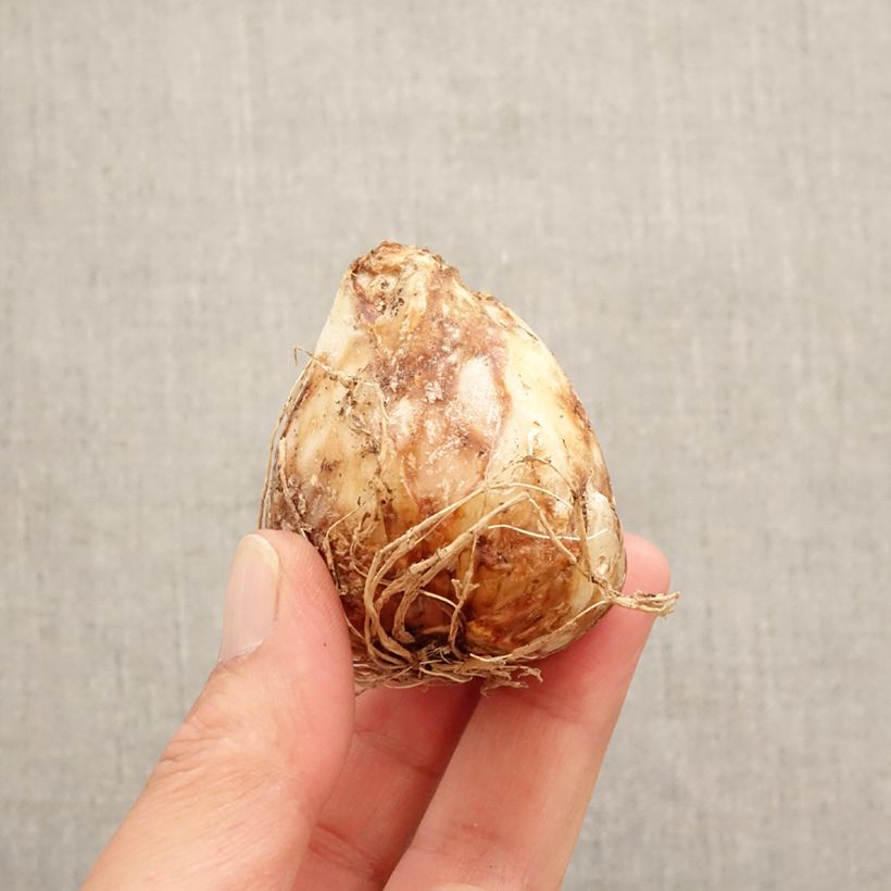 Camassia leichtlinii Sacajawea Bulbo taglia 14+ esemplare consegnato in primavera