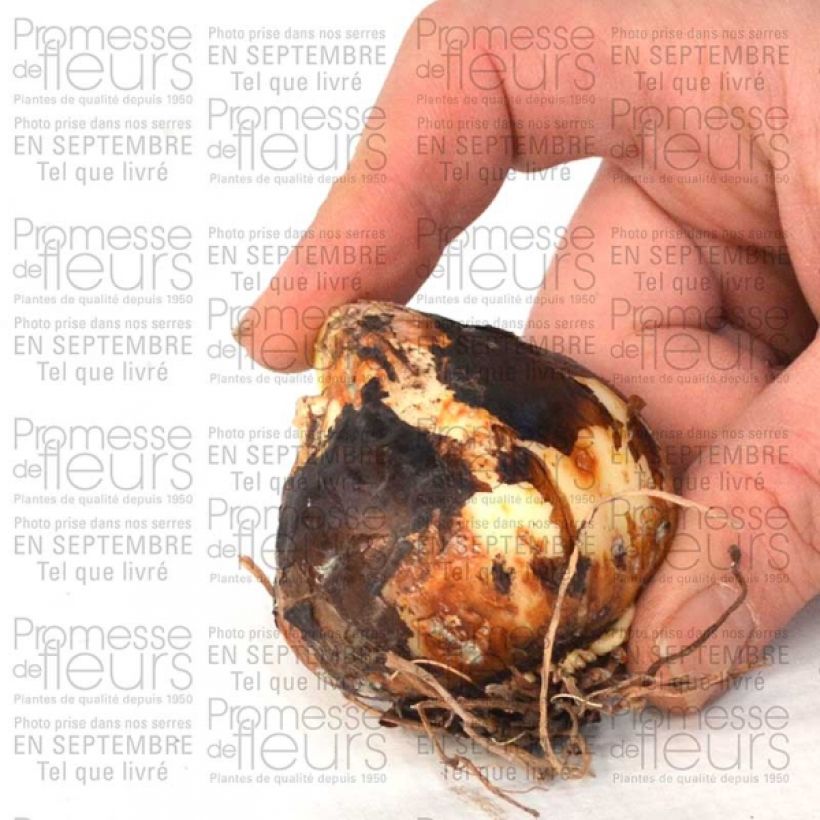 Esempio di esemplare Camassia leichtlinii Semiplena Bulbo taglia 12+ come consegnato