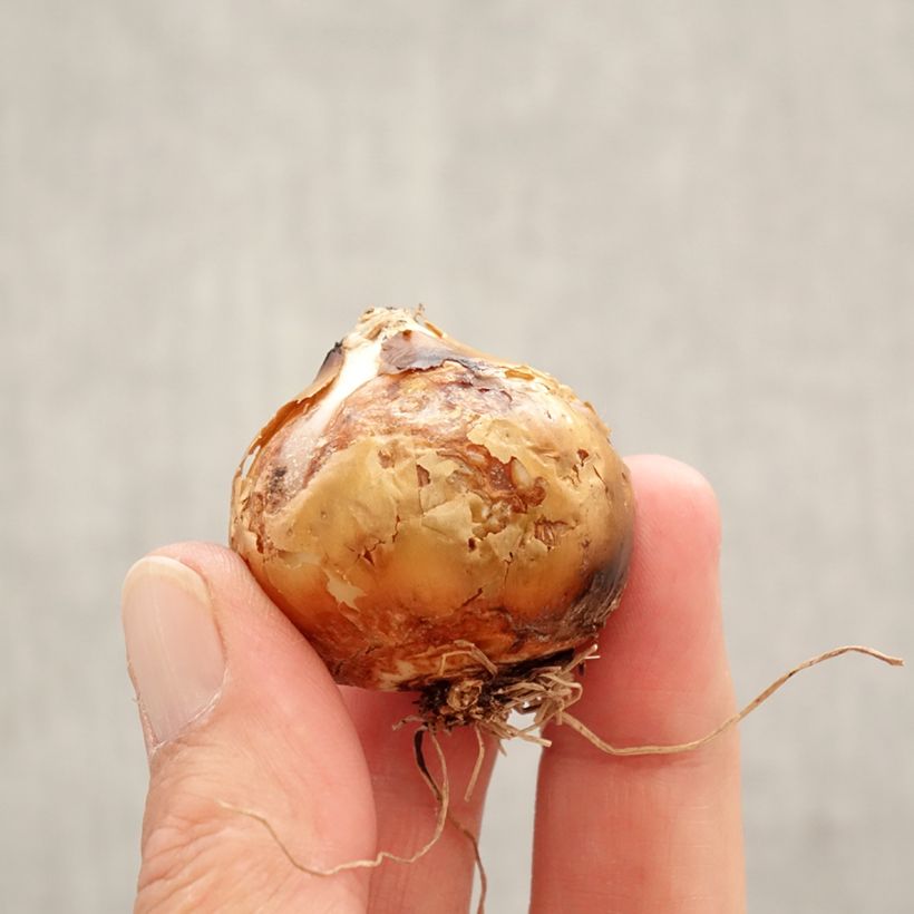 Camassia leichtlinii Silk River Bulbo taglia 12+ esemplare consegnato in primavera