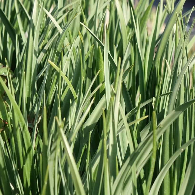 Camassia leichtlinii Silk River (Fioritura)