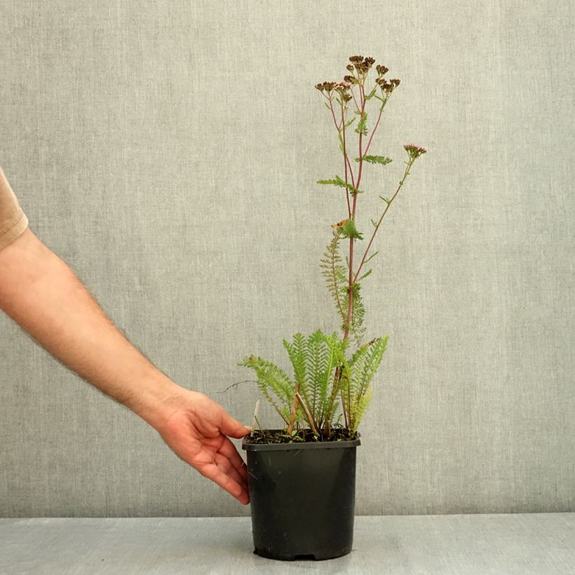 Esemplare di Camassia leichtlinii Silk River Vaso da 2L/3L consegnato in estate