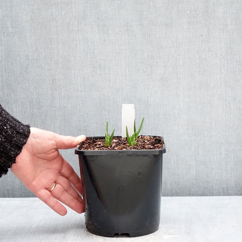 Camassia leichtlinii Silk River Vaso da 2L/3L esemplare consegnato in inverno