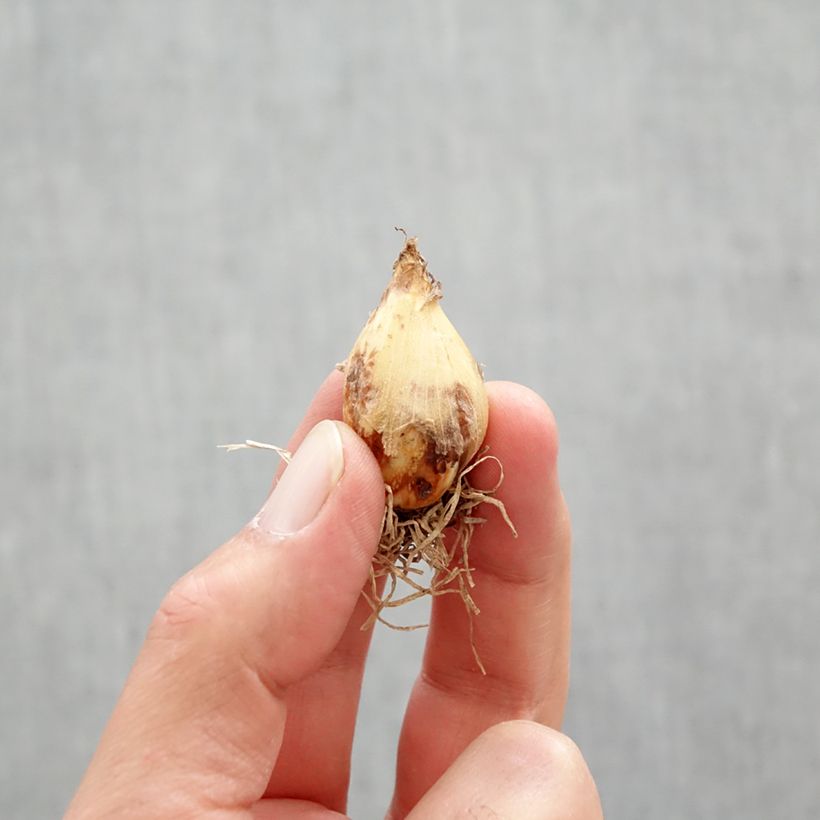 Camassia quamash Blue Melody - Quamash Bulbo taglia 6+ esemplare consegnato in primavera