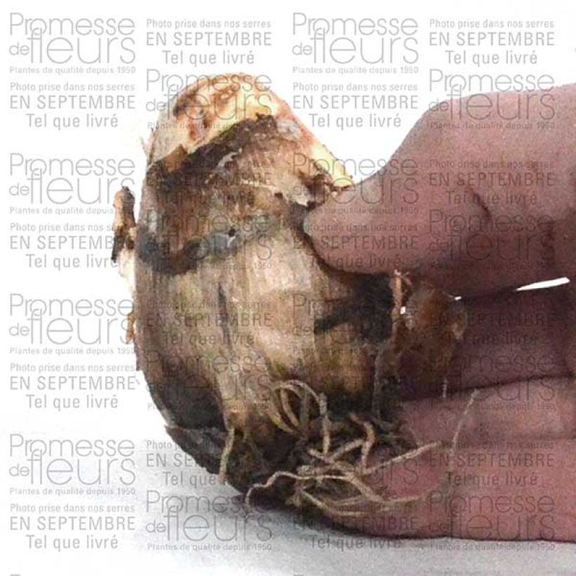 Esempio di esemplare Camassia cusickii Zwanenburg Bulbo taglia 14/16 come consegnato