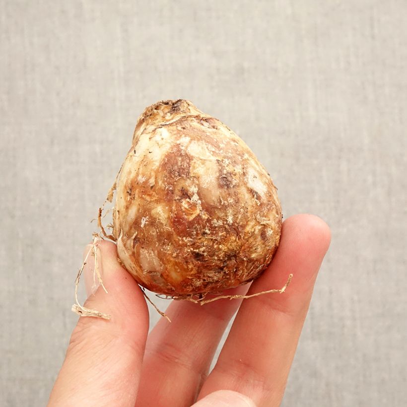 Camassia cusickii Zwanenburg Bulbo taglia 14/16 esemplare consegnato in primavera