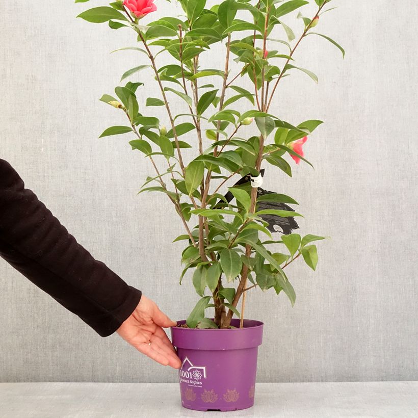 Camellia 1001 Summer Nights Jasmine Vaso da 3L/4L esemplare consegnato in inverno