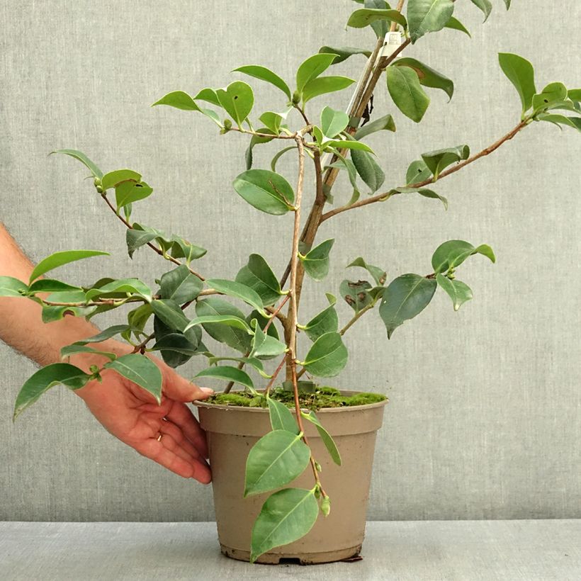 Esemplare di Camellia japonica Baby Sis Pink Vaso da 4L/5L consegnato in estate