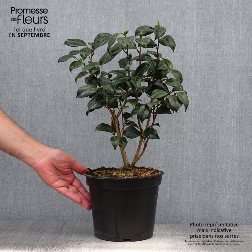 Esemplare di Camellia japonica Bob's Tinsie Vaso da 4L/5L come consegnato in autunno