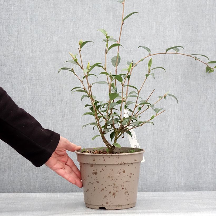 Camellia Fairy Wand Vaso da 3L/4L esemplare consegnato in inverno