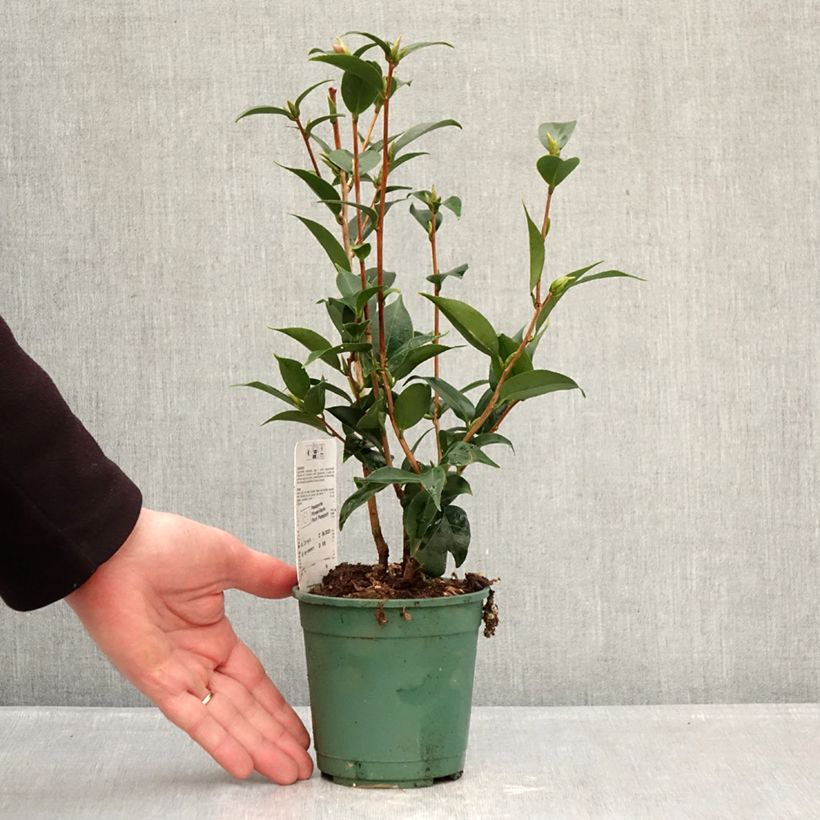 Camellia Spring Festival Vaso da Ø 12 cm / 13 cm esemplare consegnato in inverno