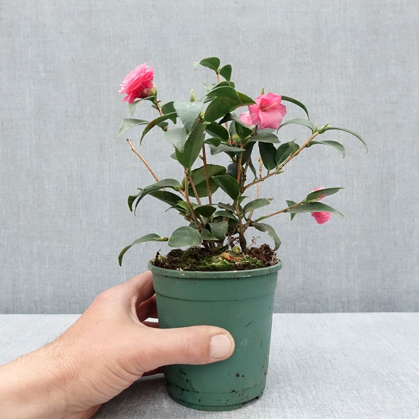 Camellia Spring Festival Vaso da Ø 12 cm / 13 cm esemplare consegnato in primavera