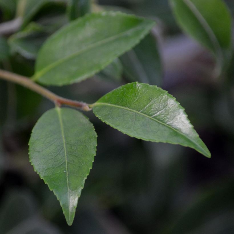 Camellia lutchuensis Sweet Emily Kate (Fogliame)