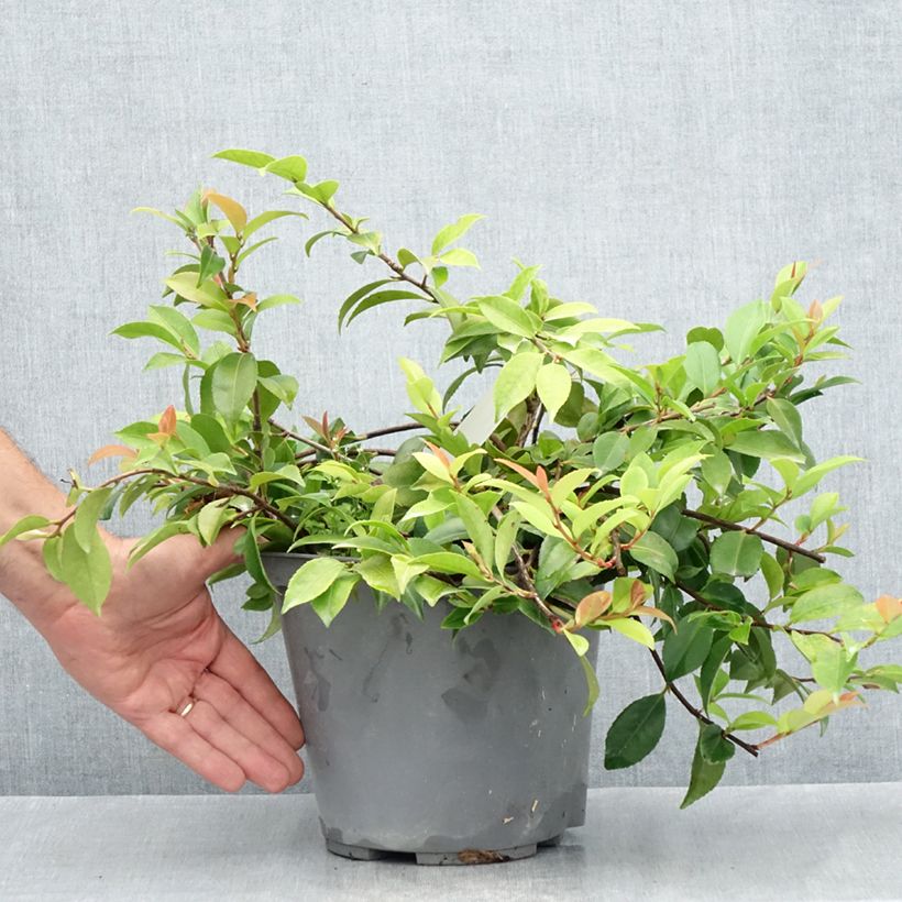 Esemplare di Camellia lutchuensis Sweet Emily Kate Vaso da 4L/5L consegnato in estate