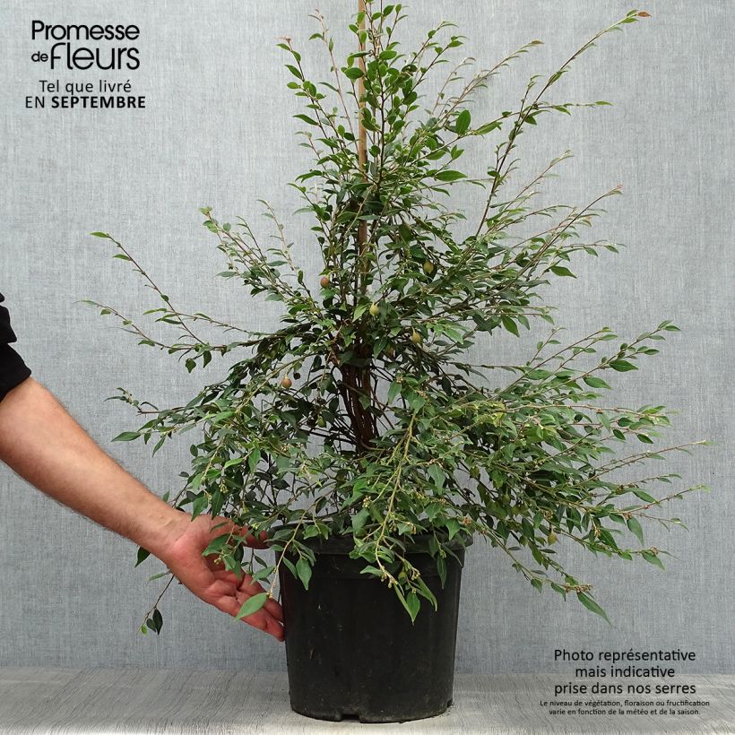 Esemplare di Camellia rosthoriana Cupido Vaso da 7,5L/10L come consegnato in autunno