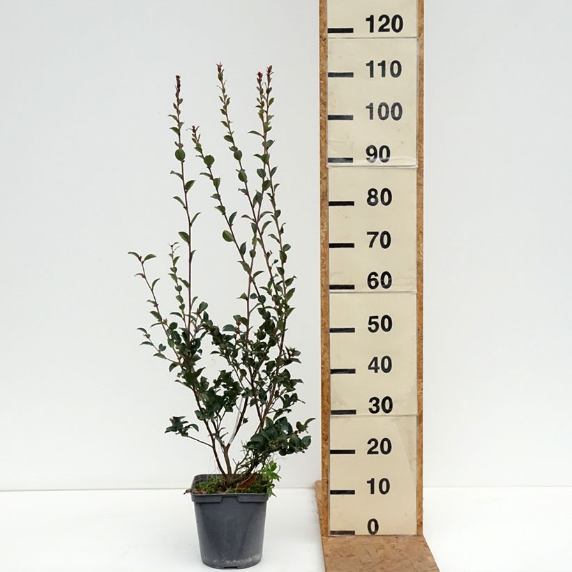 Esemplare di Camellia lutchuensis Fairy blush Vaso da 3L/4L come consegnato in autunno