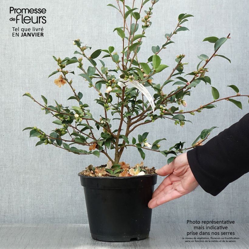 Camellia lutchuensis Fairy blush Vaso da 3L/4L esemplare consegnato in inverno