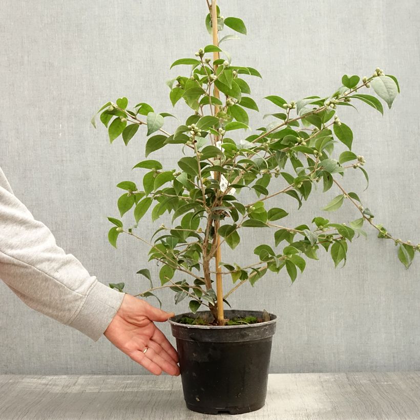 Esemplare di Camellia Gay Baby Vaso da 4L/5L come consegnato in autunno