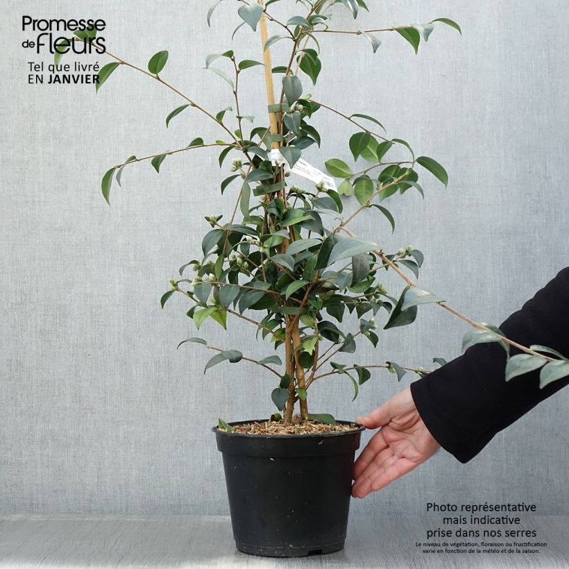 Camellia Gay Baby Vaso da 4L/5L esemplare consegnato in inverno