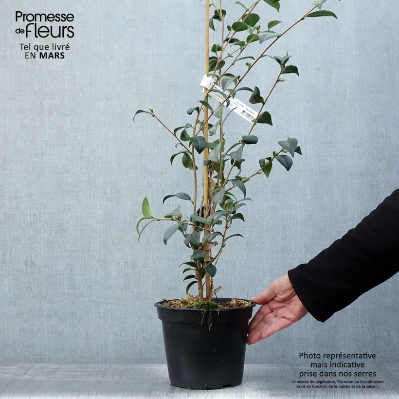 Camellia Gay Baby Vaso da 4L/5L esemplare consegnato in primavera