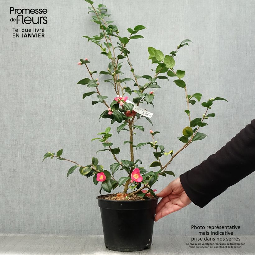 Camellia lutchuensis Koto No Kaori Vaso da 4L/5L esemplare consegnato in inverno
