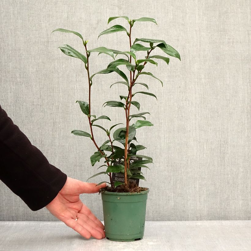 Camellia Nuccio's Pearl Vaso da Ø 12 cm / 13 cm esemplare consegnato in inverno